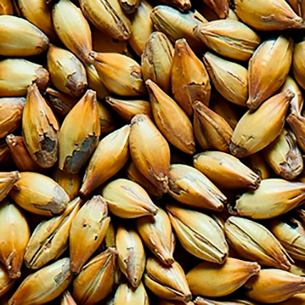 CRYSTAL DARK MEDIUM MALT            