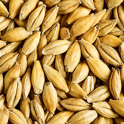 MALTA DEXTRIN MALT
