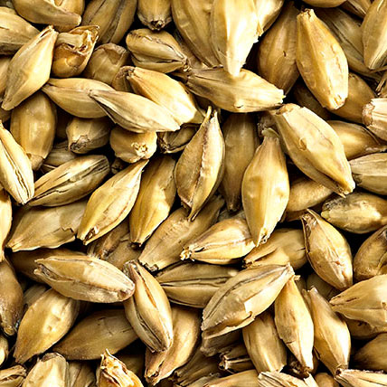EXTRA PALE ALE MALT