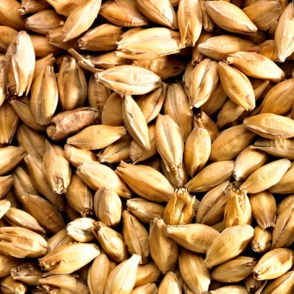 F. GOLDEN PROMISE MALT