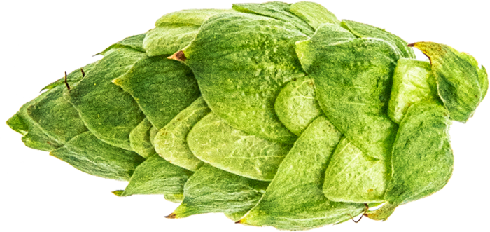 HOUBLON CITRA PELLET 2023 Y