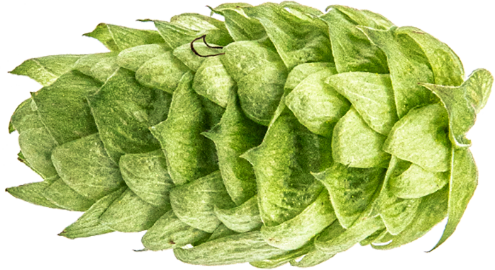 HOUBLON MOSAIC PELLET 2023 Y