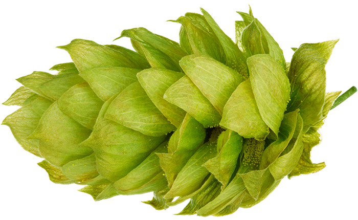 HOUBLON MOUTERE PELLET 