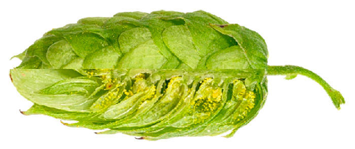 HOUBLON AMARILLO PELLET 