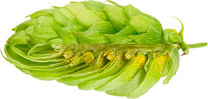 HOUBLON PERLE PELLET 