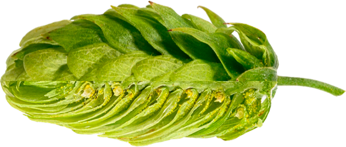 HOUBLON MITTELFRÜH PELLET 