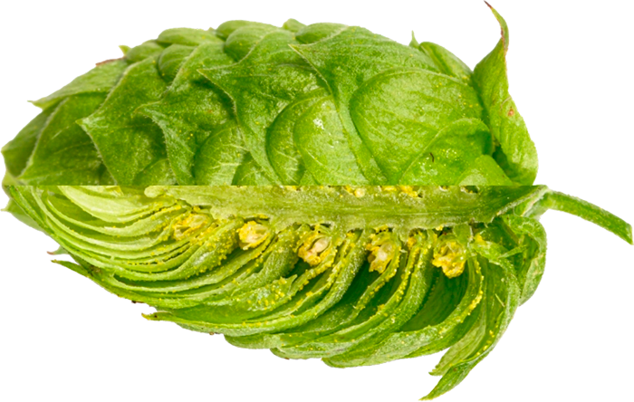 HOUBLON MANDARINA PELLET 