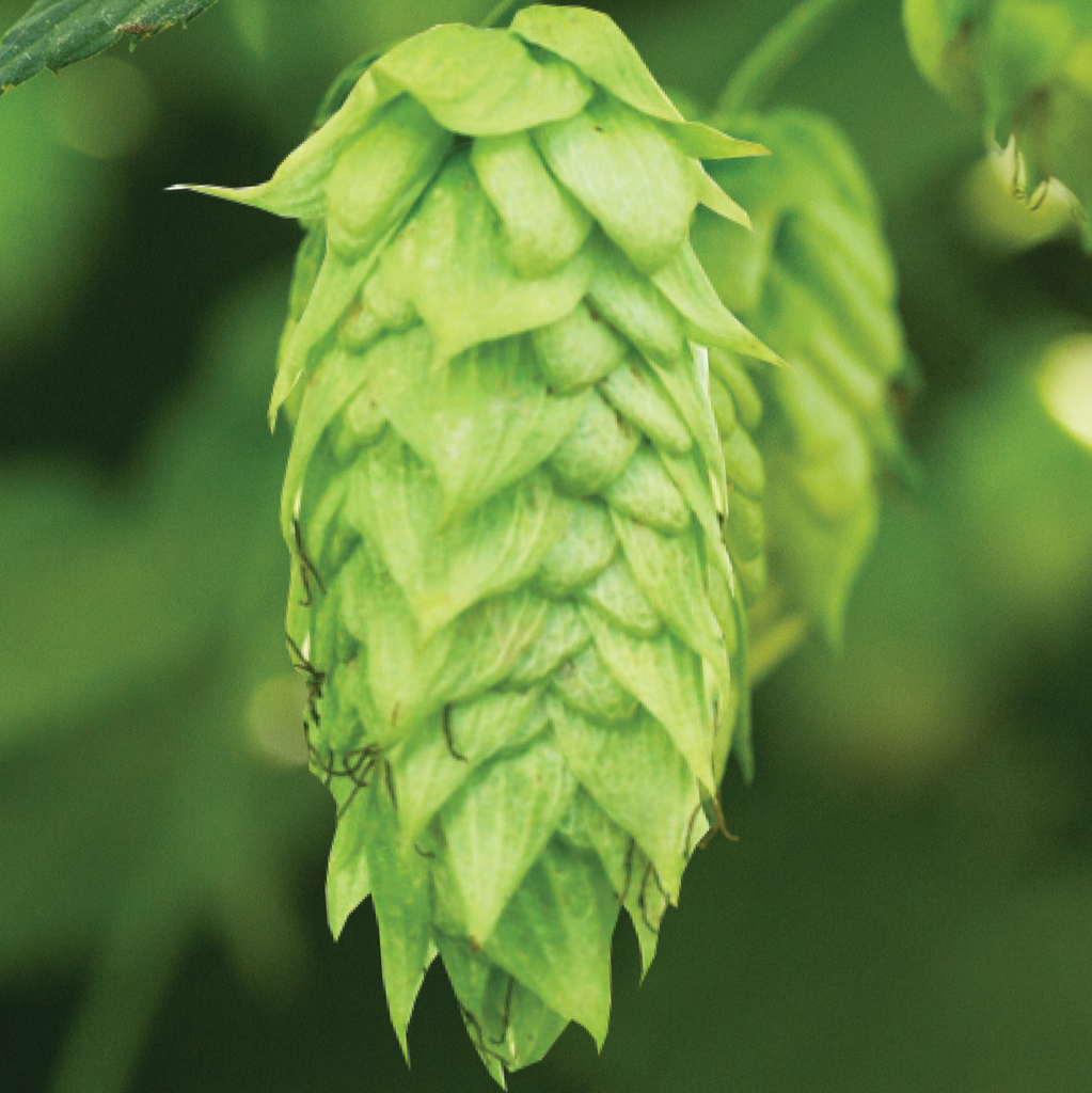 HOP IDAHO 7 PELLET 