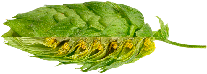 HOUBLON MAGNUM PELLET 