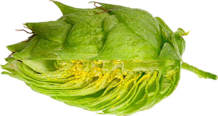 HOUBLON NUGGET PELLET