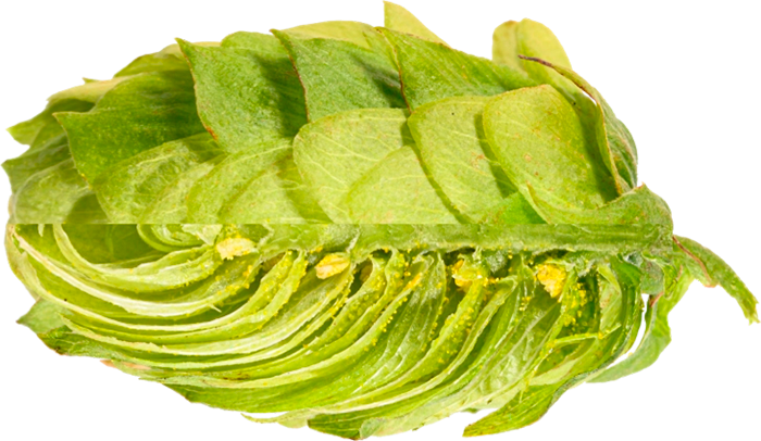 HOUBLON TETTNANGER PELLET 