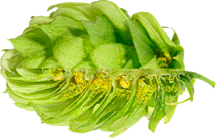 HOUBLON SAPHIR PELLET 