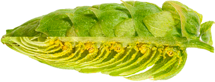 HOUBLON POLARIS PELLET 
