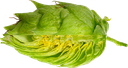 HOUBLON NUGGET PELLET