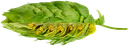 HOUBLON MAGNUM PELLET 