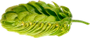 HOUBLON MITTELFRÜH PELLET 
