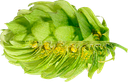 HOUBLON SAPHIR PELLET 