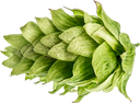 ECO HOUBLON CHINOOK PELLET 2022 