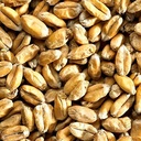 TORRIFIED WHEAT  MALT